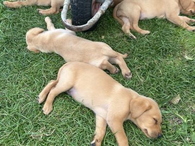 Purebred Award Winning IKC Registered Golden Labrador puppies *only 4 Left*